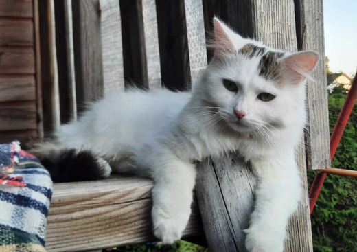 Hauskatze, weiß