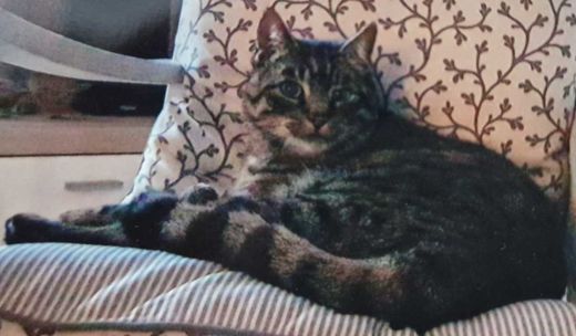 Mischling, grau getigert