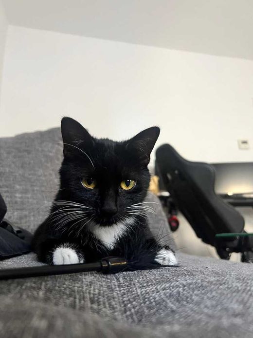Hauskatze, schwarz weiss