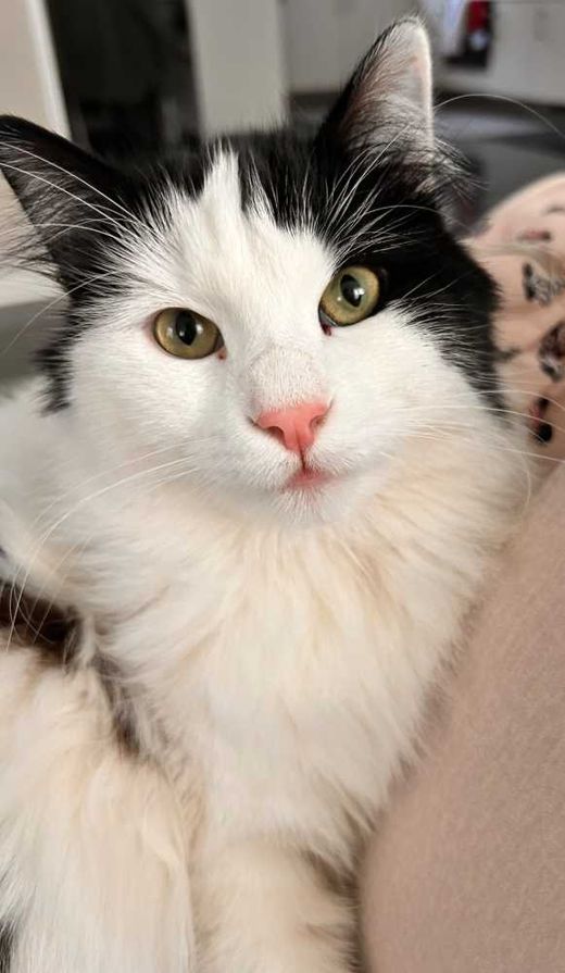 Türkisch Van-Japanische Bobtail Katze-Mix, weiß mit schwarzen Abz,