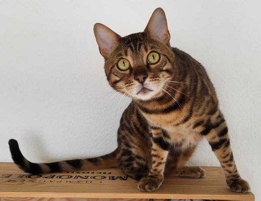 Bengal Cat, braun