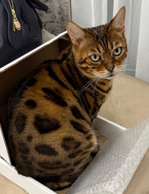Bengal Cat, braun spotted