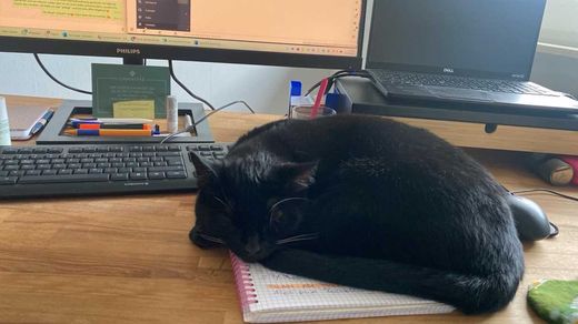 Hauskatze, schwarz