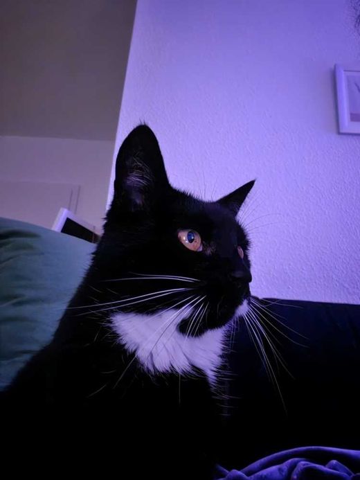 Hauskatze, schwarz-weiß