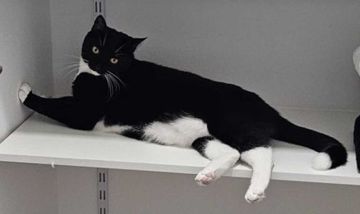 Europäisch Kurzhaar, Tuxedo schwarz weiß