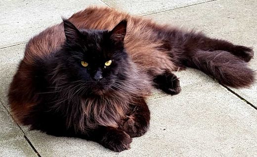 Maine Coon, schwarz