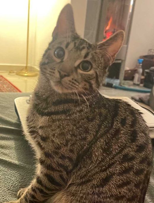 Bengal Cat-Mix, grau-schwarz gepunktet