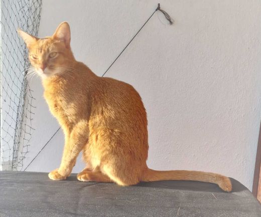 Abessinier, orange