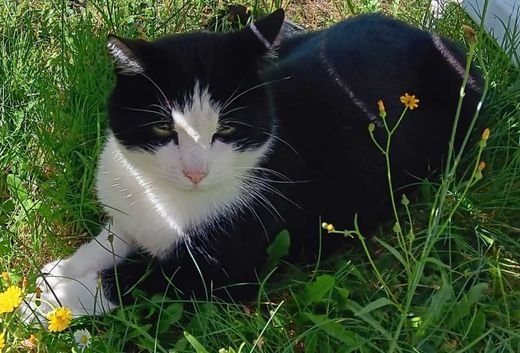 Hauskatze, schwarz-weiß