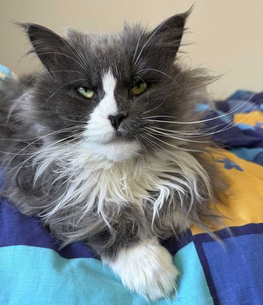 Maine Coon-Mix, grau-weiß