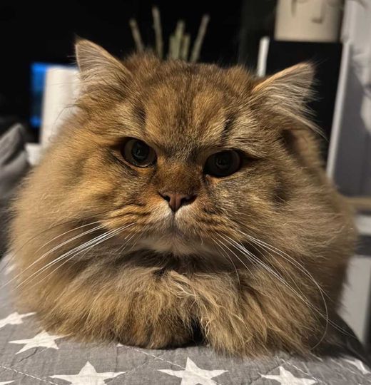 Britisch Kurzhaar, braun getigert
