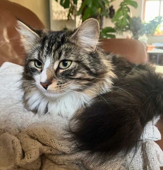 Norwegische Waldkatze, weiß getigert
