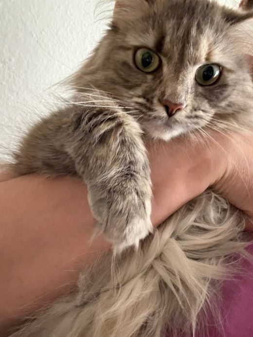 Maine Coon, braun-grau