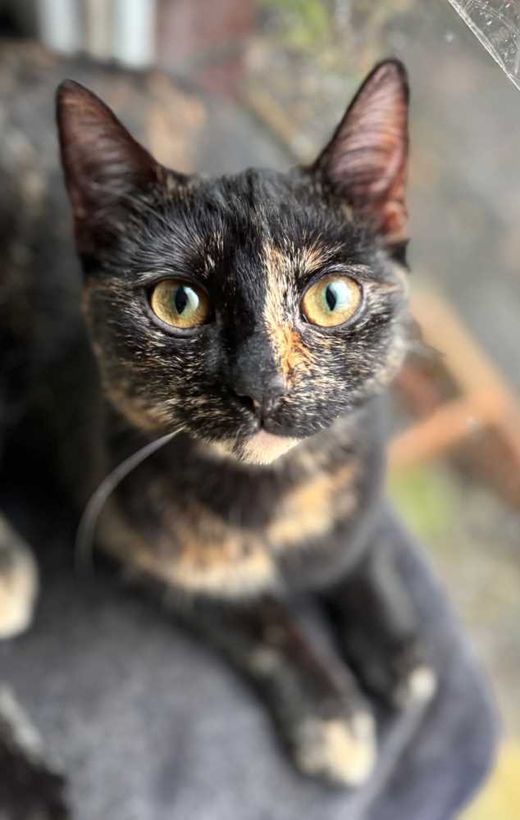 Hauskatze, schwarz helle Stellen