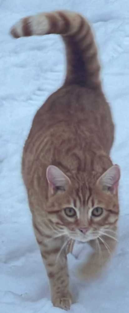 Bengal Cat-Mix, orange