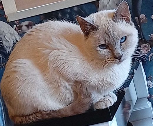 Siamkatze, grau-cremefarbend