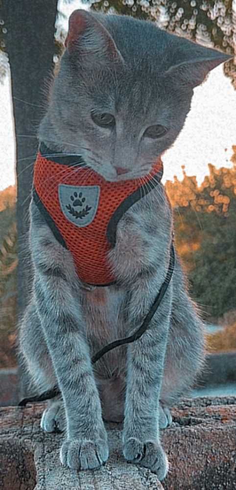 Europäisch Kurzhaar, grau-braun tabby