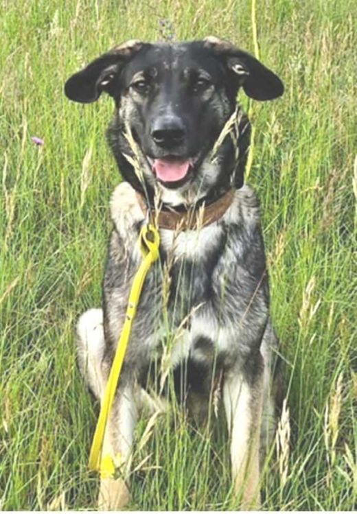 Mischlingshund, schwarz-braun