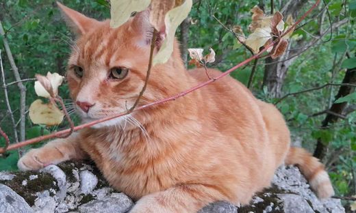 Hauskatze, rot-weiß getigert