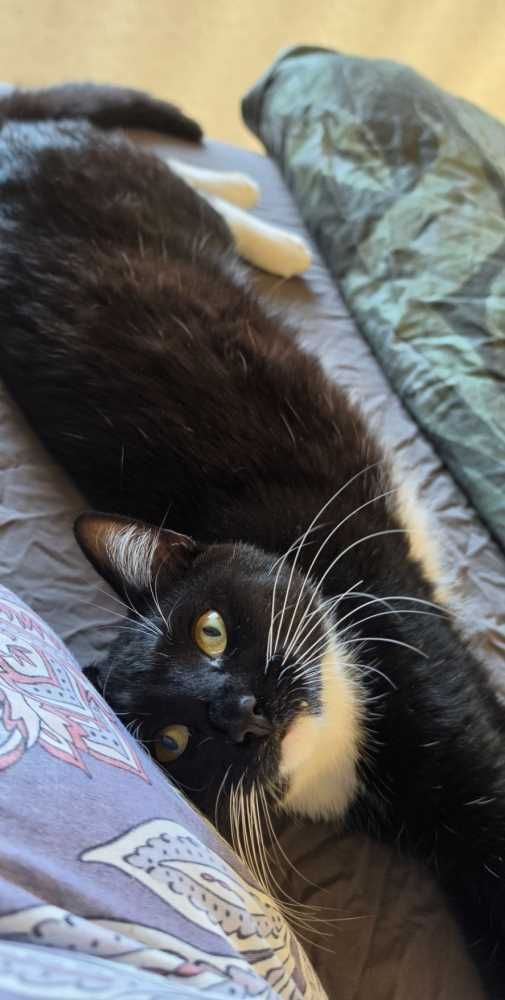 Hauskatze, Schwarz / weiß