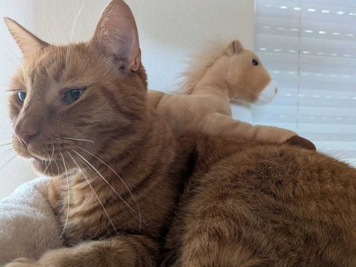 Maine Coon-Mix, rot getigert