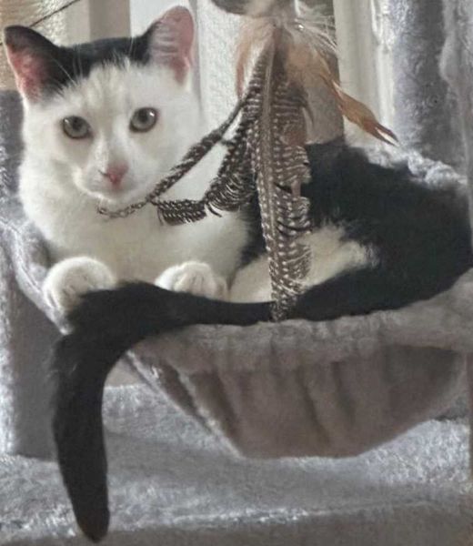 Mischling, weiß mit schwarz