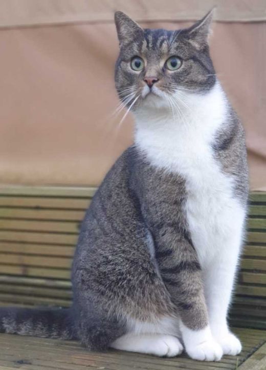 Hauskatze, weiß mit grau-schwarz