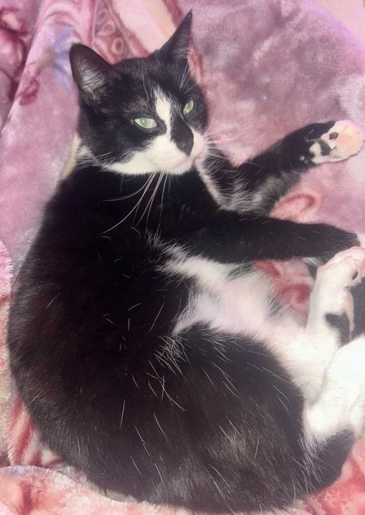 Hauskatze, schwarz mit weiß