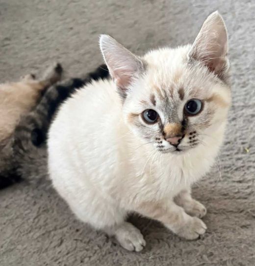 Siamkatze-Mix, creme-weiß