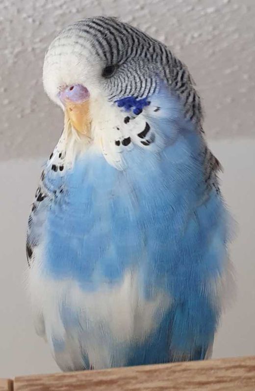 Wellensittich, blau mit weiß