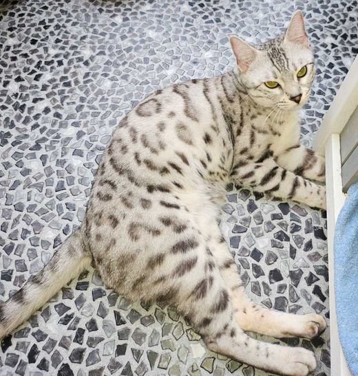 Bengal, black silver