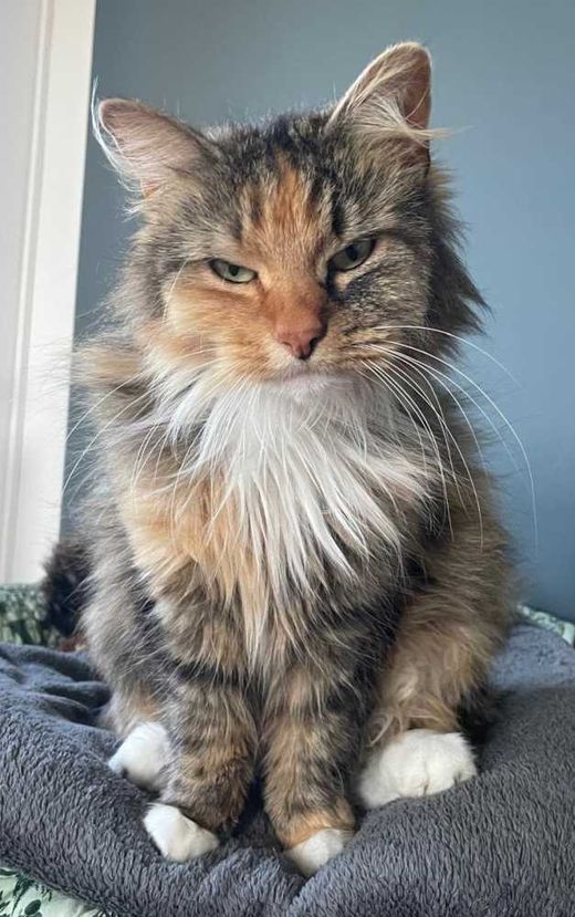 Maine Coon-Mix, braun-rot-schw. mit weiß