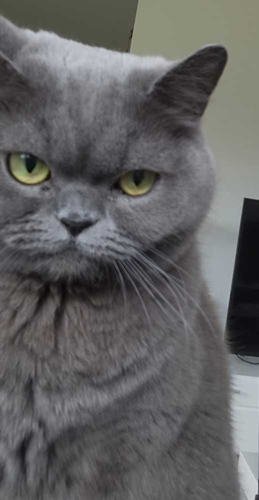 Selkirk Rex, grau