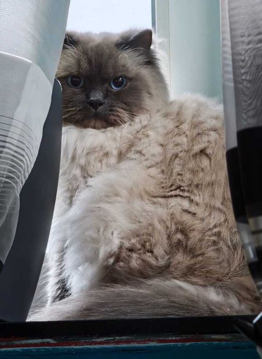 Ragdoll, weiß-grau crem