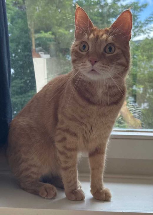 Maine Coon, rot