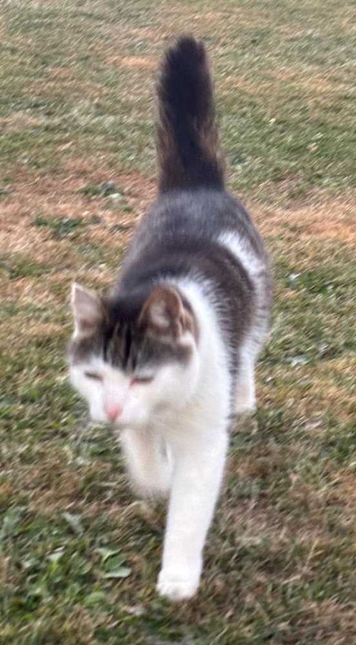 Hauskatze, Weiß+get. Flecken