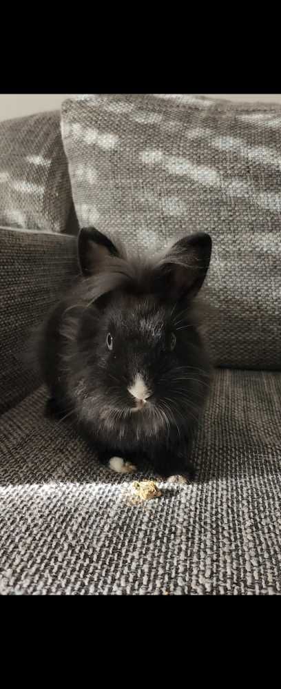 Zwergkaninchen Löwenköpfchen, schwarz