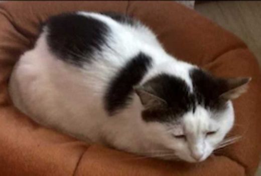 Hauskatze, weiß mit schwarzen Abz.