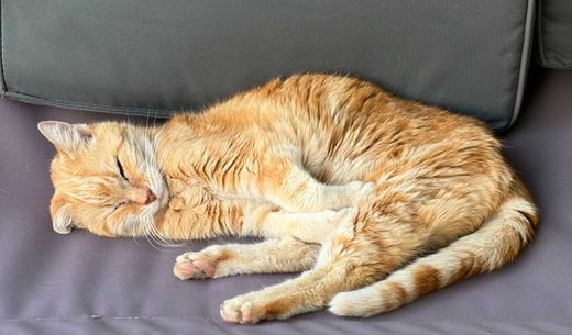 Hauskatze, rot