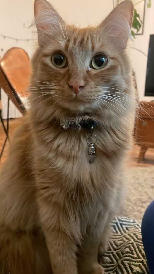 Hauskatze, orange