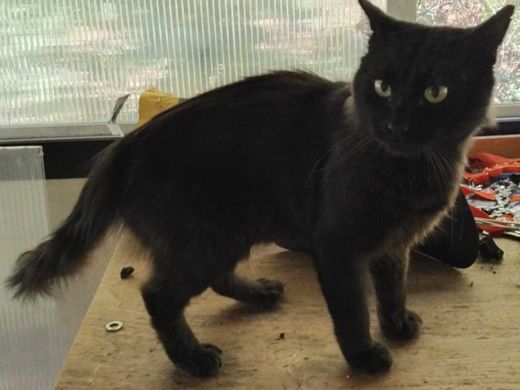 Maine Coon-Mix, schwarz-braun