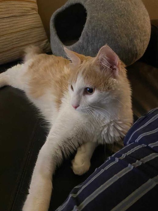 Europäisch Kurzhaar, ginger-white