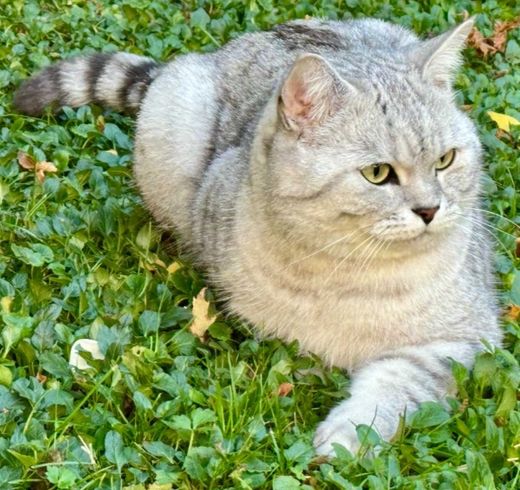 Britisch Kurzhaar, silver tabby
