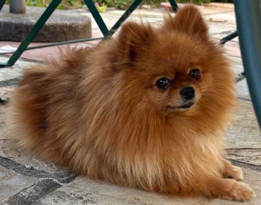 Zwergspitz Pomeranian, orange