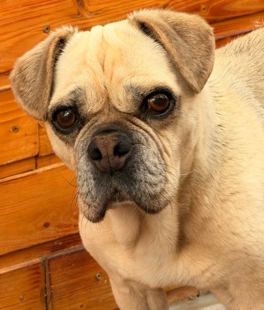 Beagle-Mops-Mix, beige