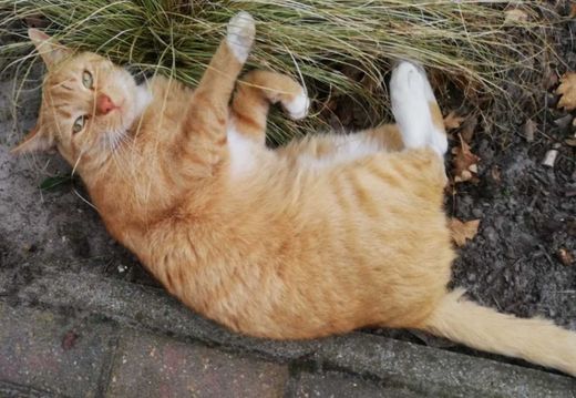 Europäisch Kurzhaar, orange-weiß