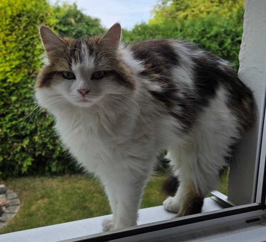 Europäische Langhaarkatze, dreifarbig