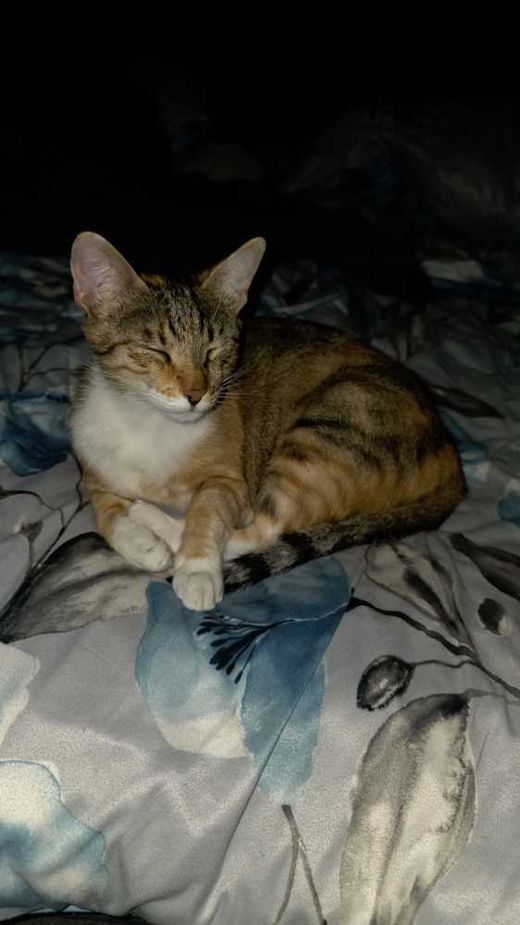 Mischling, Tricolor