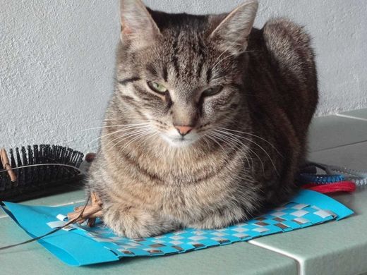 Hauskatze, grau getigert