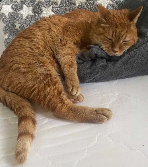 Hauskatze, orange